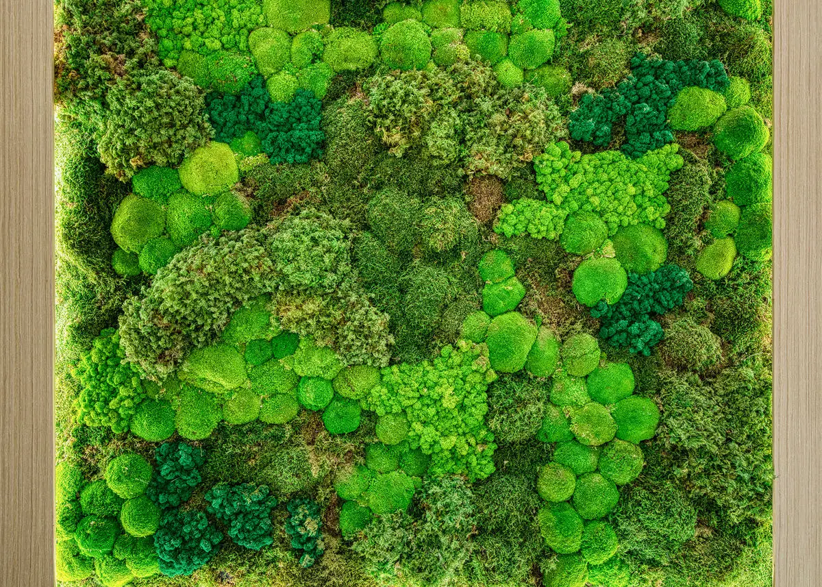 Close-up of a preserved moss wall in mixed greens